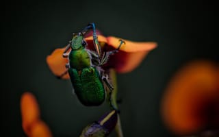 Картинка Зеленый жук сидит на цветке