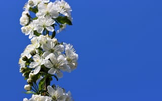 Обои Красивые белые цветы вишни на ветке на фоне неба