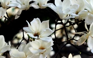 Картинка Белые цветы магнолии на ветках