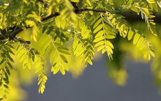 Картинка Зеленые молодые листья акации на ветке дерева