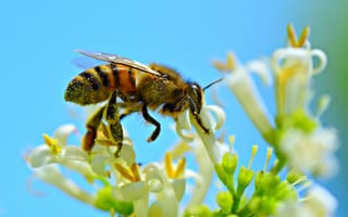 Картинка Маленькая пчела собирает нектар с белого цветка