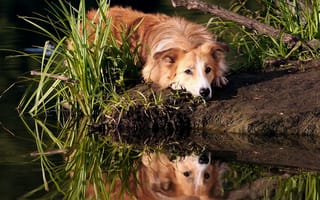 Обои Грустный рыжий пес лежит на берегу пруда