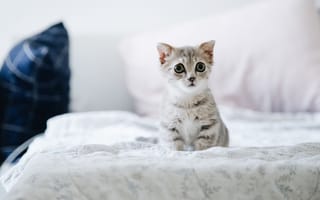 Картинка Маленький испуганный котенок сидит на кровати
