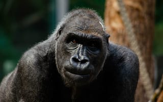 Картинка Большая черная горилла в зоопарке