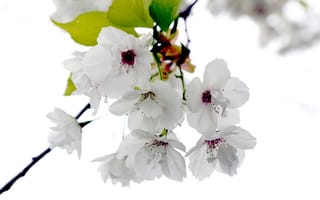 Обои Белые цветы на ветке черешни