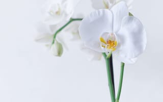 Картинка Красивый белый цветок орхидеи с бутонами на белом фоне