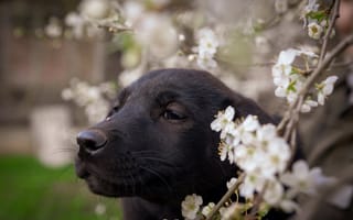 Картинка Маленький черный щенок сидит у цветущей ветки вишни