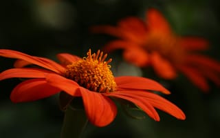 Обои Оранжевый цветок цинния крупным планом