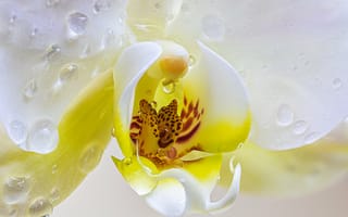 Обои Серединка цветка орхидеи в воде крупным планом
