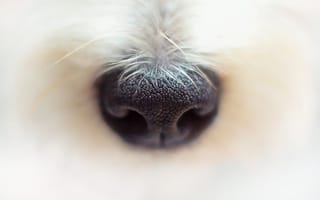 Картинка Черный нос собаки крупным планом