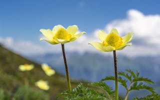 Картинка Два желтых цветка анемоны на поле крупным планом