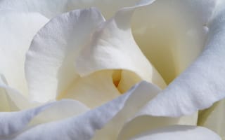 Картинка Красивые нежные белые лепестки розы крупным планом