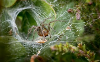 Картинка Большой паук ждет жертву в паутине