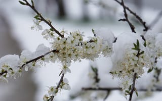 Обои Снег лежит на цветущей ветке вишни в марте