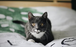 Картинка Забавный пепельный кот лежит на кровати