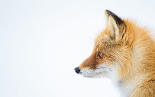 Картинка Морда рыжей лисы на белом фоне