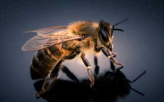 Обои Маленькая пчела на сером фоне крупным планом