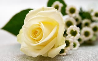 Картинка Нежная белая роза лежит на столе с ромашками
