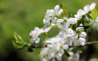 Обои Белые цветы вишни на ветке весной крупным планом