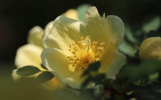 Картинка Белый цветок розы в лучах солнца