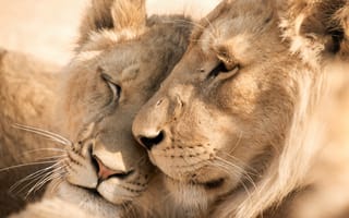 Картинка Влюбленные лев и львица крупным планом