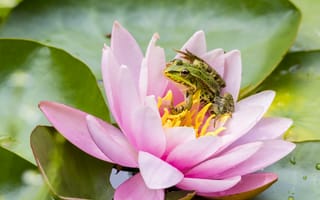 Картинка Маленькая зеленая лягушка сидит на розовом цветке лотоса