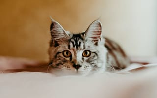 Картинка Любопытный взгляд маленького серого котенка