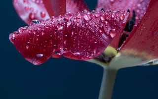 Картинка Лепестки розового тюльпана в каплях росы
