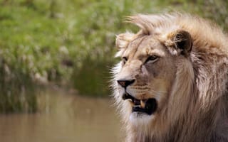 Картинка Острые клыки сурового африканского льва