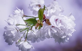 Картинка Красивые белые цветы черешни на ветке крупным планом