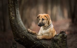 Картинка Рыжий пес на дереве в лесу