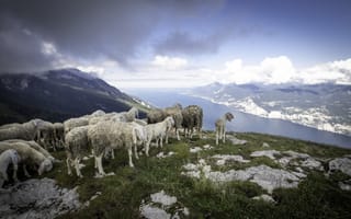 Картинка Стадо овец на краю скалы у фьорда