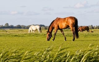 Картинка Большие грациозные лошади пасутся на поле
