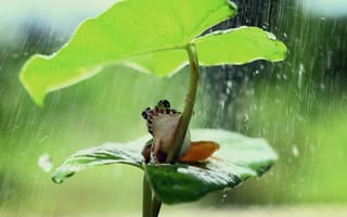 Картинка Маленькая лягушка сидит под зеленым листом во время дождя