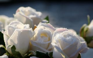 Картинка Белые цветы роз в инее