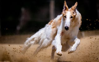 Картинка Собака породы борзая бежит по песку