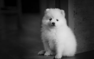 Картинка Маленький белый щенок шпица у двери