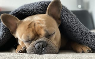 Картинка Спящий французский бульдог под одеялом