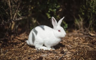 Картинка Белый кролик с красными глазами на земле