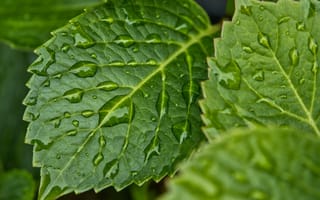 Картинка Зеленые листья в каплях дождя крупным планом