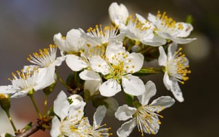 Обои Белые нежные цветы вишни крупным планом