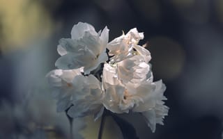 Обои Нежные белые цветы в лучах солнца