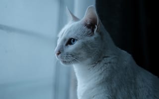 Картинка Красивая белая голубоглазая кошка у окна