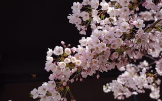 Картинка Розовые цветы сакуры на ветке дерева на черном фоне