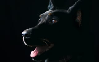 Картинка Породистая собака с высунутым языком на черном фоне