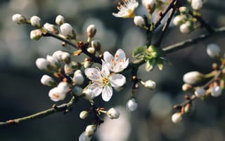 Картинка Цветущая ветка сливы весной