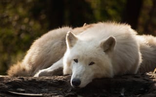 Картинка Большой белый волк лежит на земле в лесу