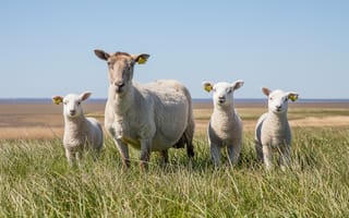 Обои Большая овца с ягнятами на зеленой траве