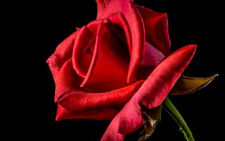 Картинка Красная роза с нежными лепестками на черном фоне