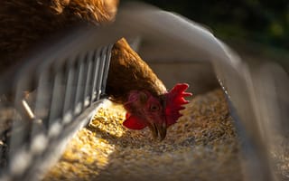 Картинка Курица ест корм на ферме